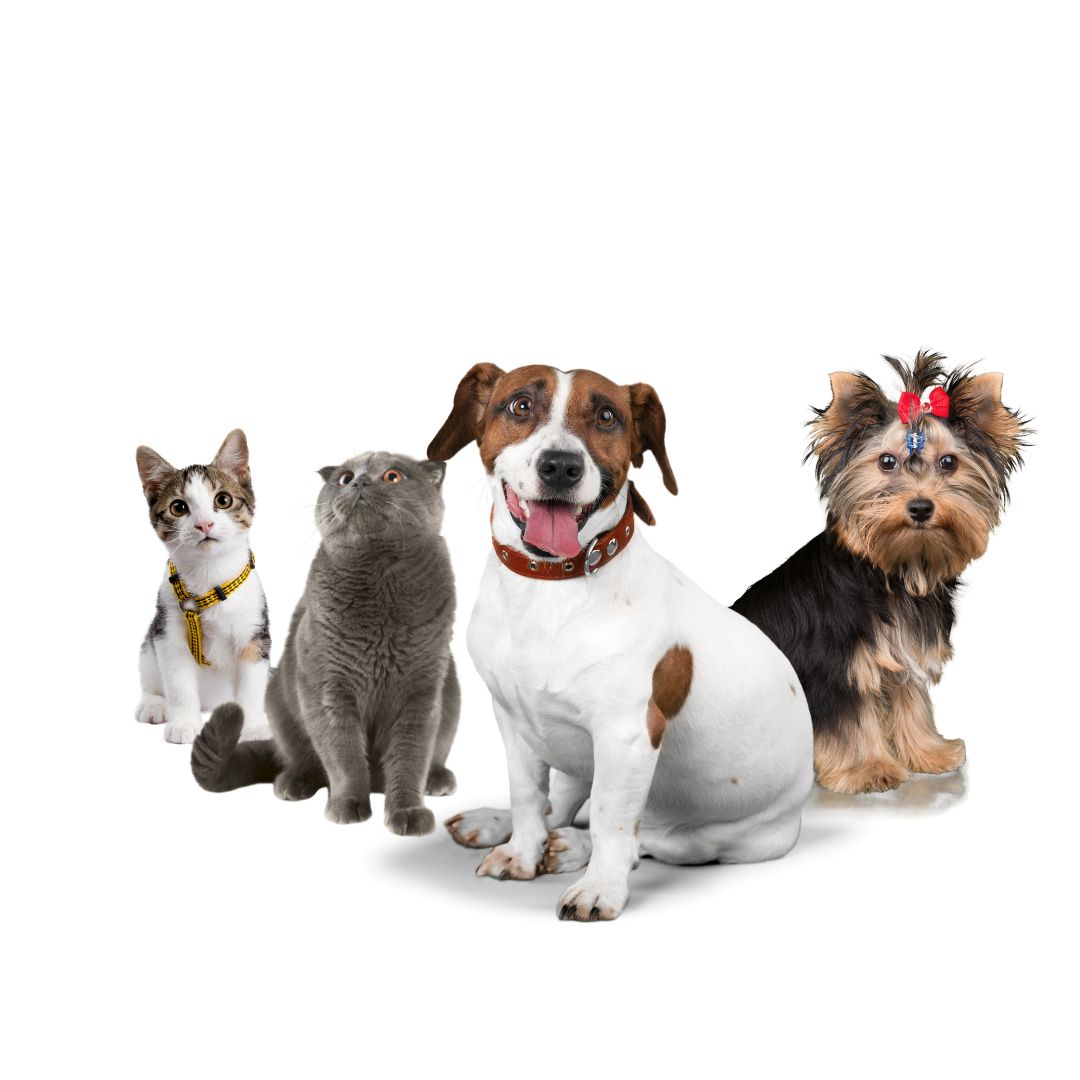 Photo of dogs and cats
